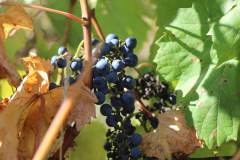 Randonnee-de-fin-de-saison-2019_34