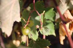 Randonnee-de-fin-de-saison-2019_70